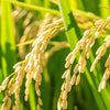 benefit icon