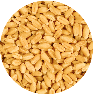 benefit icon